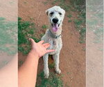 Small Poodle (Standard) Mix