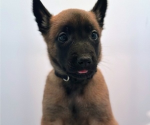 Belgian Malinois Puppy for sale in SCOTTSVILLE, NY, USA