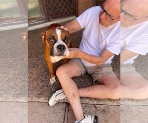 Fitz - Male Boxer Dog for Adoption - Photo #3