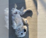 Small #1 Great Pyrenees