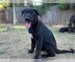 Small #1 Labrador Retriever Mix