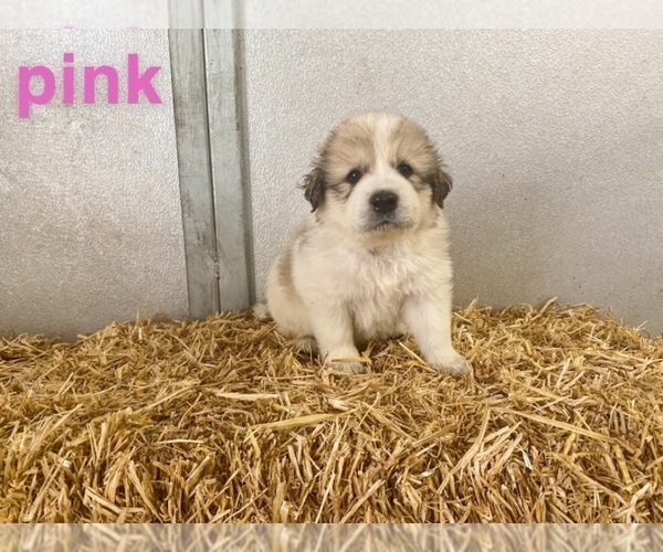Medium Photo #6 Great Pyrenees Puppy For Sale in CO SPGS, CO, USA