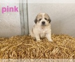 Small Photo #6 Great Pyrenees Puppy For Sale in CO SPGS, CO, USA