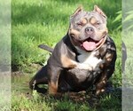 Small Photo #12 American Bully Puppy For Sale in NIXA, MO, USA