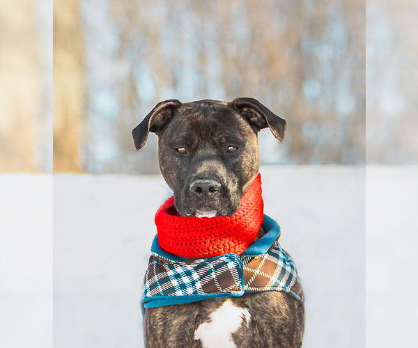 Medium Photo #5 Mutt Puppy For Sale in Unionville, PA, USA