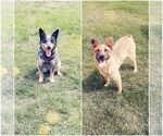 Small Photo #1 Australian Cattle Dog Puppy For Sale in IRRIGON, OR, USA