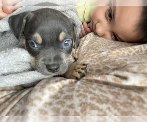 Italian Greyhound Puppy for sale in GREELEY, CO, USA