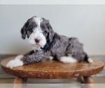 Small Photo #13 Miniature Bernedoodle Puppy For Sale in CUBA CITY, WI, USA