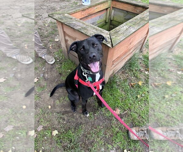 Medium Photo #3 Labrador Retriever-Unknown Mix Puppy For Sale in Brewster, NY, USA