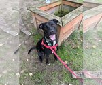 Small #2 Labrador Retriever Mix