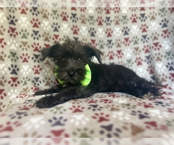 Medium Photo #2 Schnauzer (Miniature) Puppy For Sale in LAKELAND, FL, USA