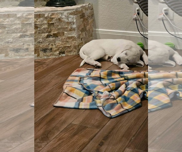 Medium Photo #10 Akbash-Great Pyrenees Mix Puppy For Sale in Houston, TX, USA