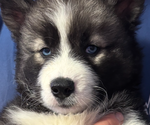 Small Siberian Husky