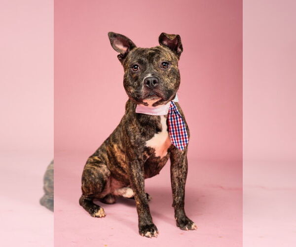 Medium Photo #1 American Pit Bull Terrier-Unknown Mix Puppy For Sale in Rockaway, NJ, USA
