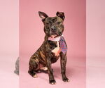 Small American Pit Bull Terrier Mix