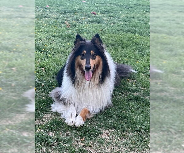 Medium Photo #1 Collie Puppy For Sale in Chantilly, VA, USA