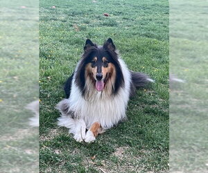 Collie Dogs for adoption in Chantilly, VA, USA