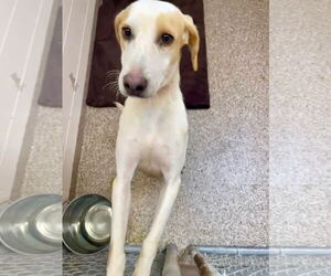 Mutt Dogs for adoption in Hilton Head, SC, USA
