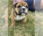 Small Photo #2 English Bulldog Puppy For Sale in WESTFIELD, IN, USA