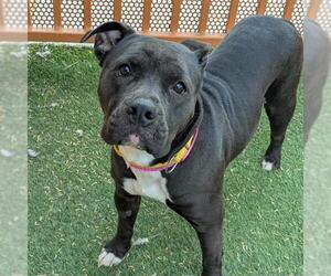 Mutt Dogs for adoption in Las Vegas, NV, USA