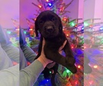 Small #2 Labrador Retriever