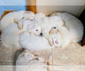 Great Pyrenees Puppy for sale in MOSCOW MILLS, MO, USA
