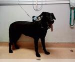Small Labrador Retriever Mix