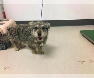 Australian Terrier-Border Terrier Mix Dogs for adoption in Corona, CA, USA