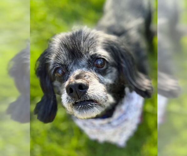 Medium Photo #14 Cocker Spaniel-Unknown Mix Puppy For Sale in Arlington, VA, USA