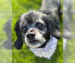 Small #13 Cocker Spaniel Mix