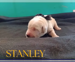 Image preview for Ad Listing. Nickname: Stanley