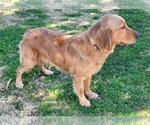 Small Photo #2 Golden Retriever Puppy For Sale in Glendale , AZ, USA