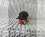 Puppy 4 Labradoodle