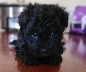 ShihPoo Puppy for sale in REX, GA, USA