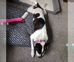 Small #3 American Pit Bull Terrier Mix