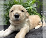Puppy Biscuit Golden Retriever