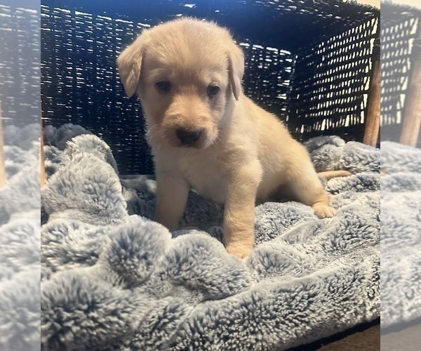 Medium Photo #4 Labradoodle Puppy For Sale in KIRKSVILLE, MO, USA
