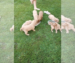 Goldendoodle-Unknown Mix Puppy for sale in MACY, IN, USA