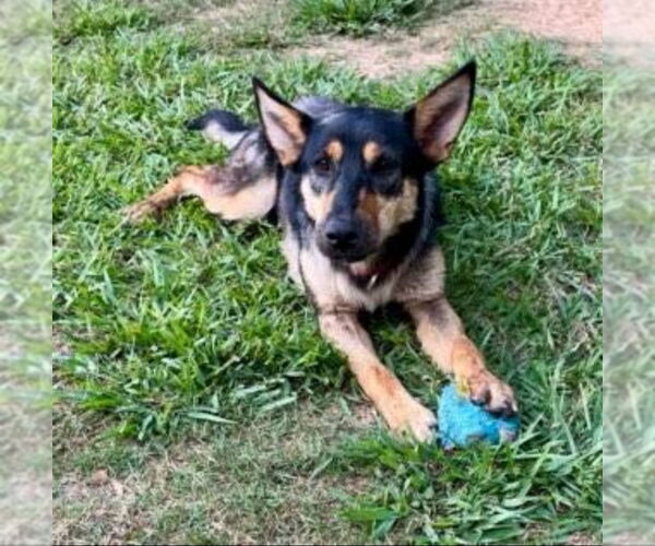 Medium Photo #7 German Shepherd Dog-Miniature Pinscher Mix Puppy For Sale in Winston Salem, NC, USA