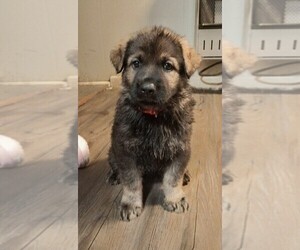 German Shepherd Dog Puppy for sale in PITTSBURGH, PA, USA