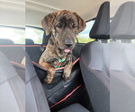 Small #2 Mutt