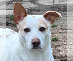 Labrador Retriever-Unknown Mix Dogs for adoption in Yardley, PA, USA