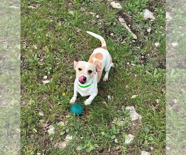 Medium Photo #3 Cheagle Puppy For Sale in Oak Bluffs, MA, USA