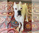 Small #4 Boxer