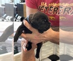 Small Photo #26 Cane Corso Puppy For Sale in REEVESVILLE, SC, USA