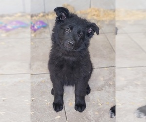 German Shepherd Dog Puppy for sale in WARREN, MA, USA