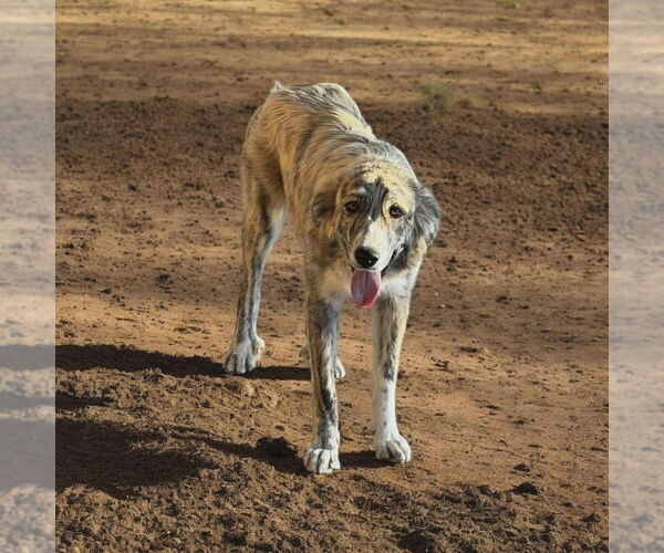 Medium Photo #1 Mutt Puppy For Sale in Vail, AZ, USA