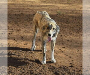 Mutt Dogs for adoption in Vail, AZ, USA