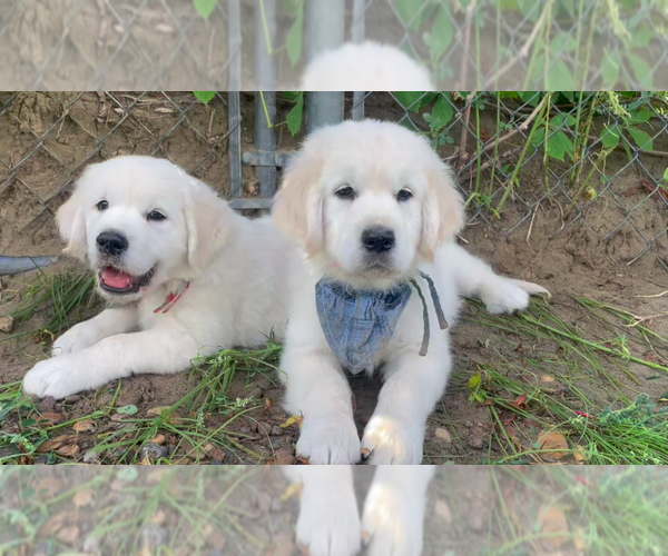 Medium Photo #16 English Cream Golden Retriever Puppy For Sale in BISMARCK, ND, USA