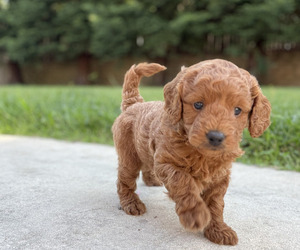Medium Goldendoodle (Miniature)